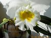 Blc. White Diamond